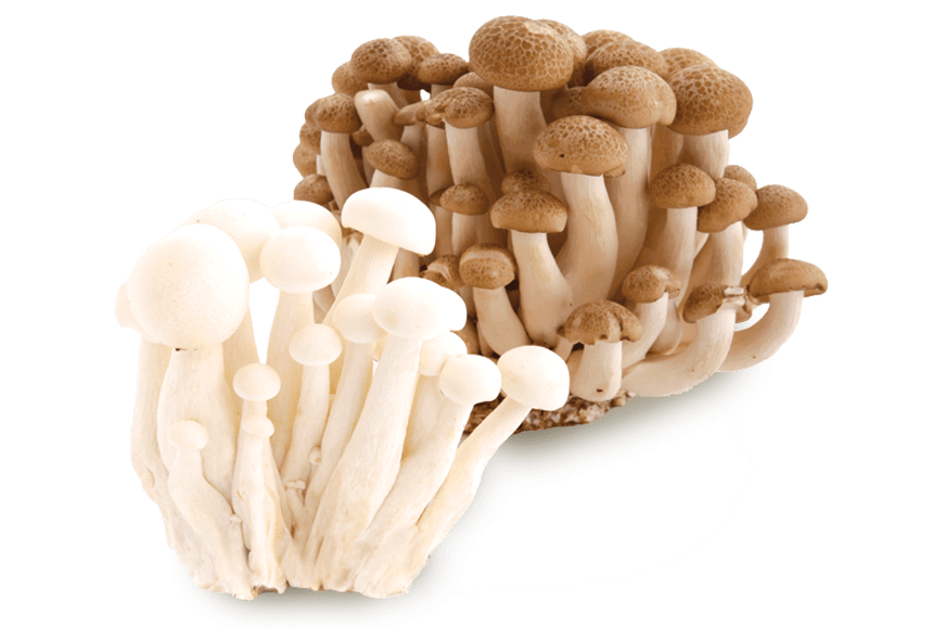 Transparent shimeji mushroom