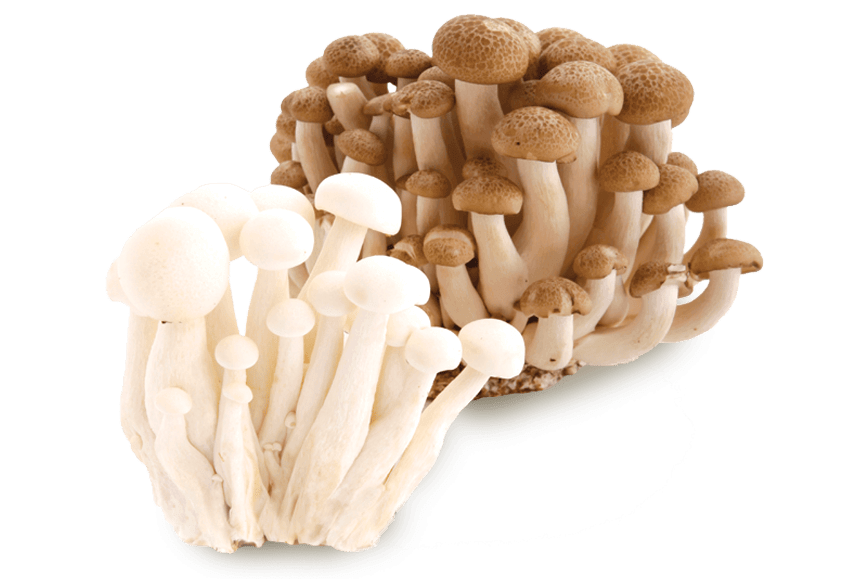 Грибы шимеджи как приготовить. Грибы шимиджи. Грибы White Shimeji Mushroom. Shimeji гриб. Шимиджи белые.